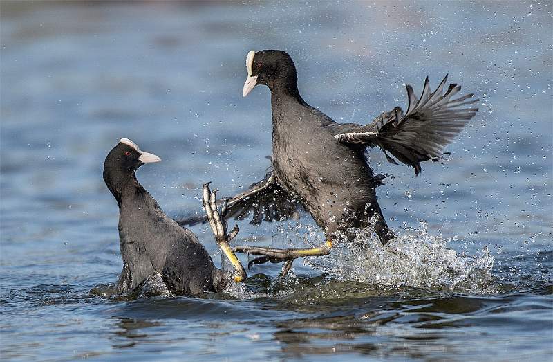 Coots Fighting 2 - by Roger Hance.jpg